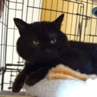 ちょっと毛長の黒ボス大きな猫です。