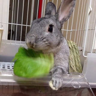 うさぎ、オス、5才の里親募集です。
