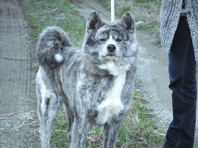 小柄な秋田犬の女の子」愛知県 - 犬の里親募集(64838) :: ペットの