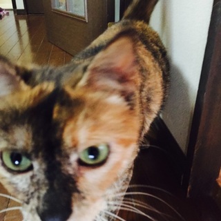 ブラッシング好きモモです！