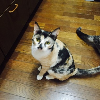 ミケ？ブチ？模様のサクラです！