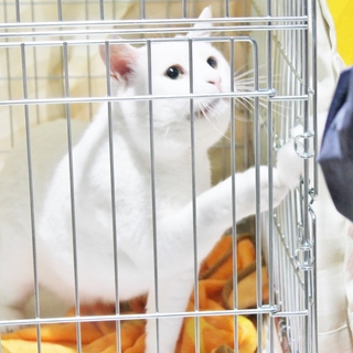 人が好きなしろたん君