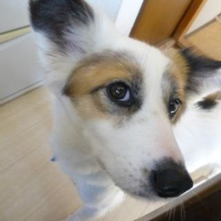 ぼく、ホントは甘えんぼなんです・・・アラン