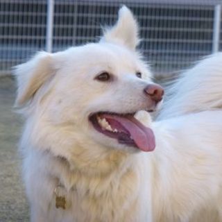 遊ぶの大好き！一緒にいっぱい遊びたいな・・・コパン