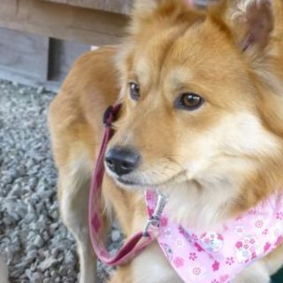 抱っこが大好き！いつも一緒にいたいな～・・・カナ