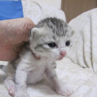 かわいいパステルしま三毛まりえちゃん　