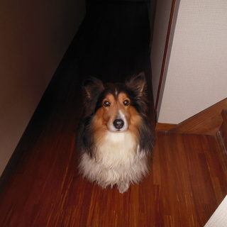 従順です、とても