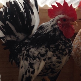 小型の碁石チャボです。