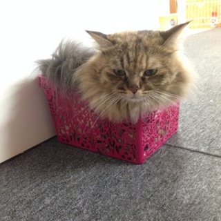 もふもふのモコちゃん