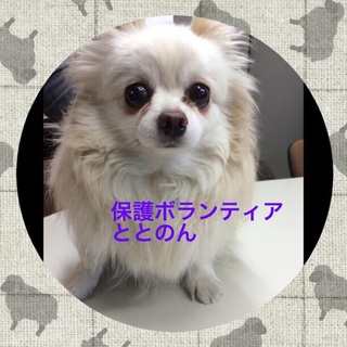 大人しいチワワ・そら君可愛い子です。