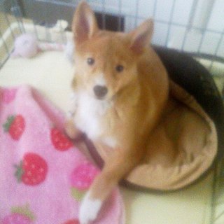 人大好き元気いっぱいのとまとちゃん