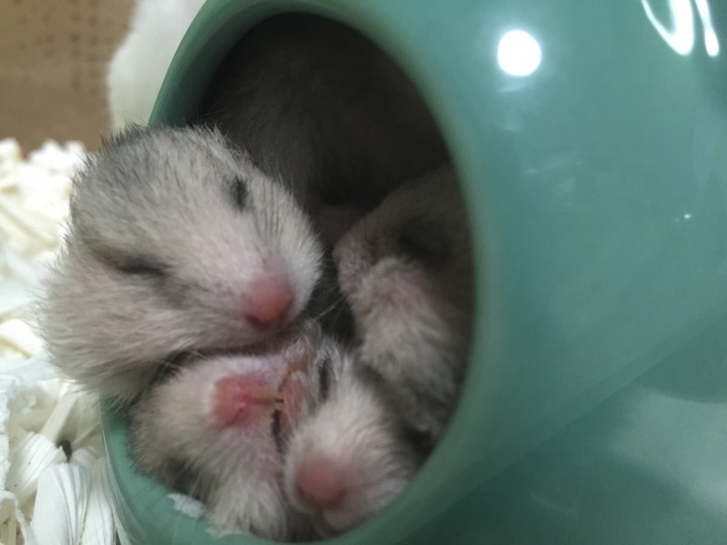 3/18生まれG.ハムスター  サムネイル1