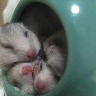 3/18生まれG.ハムスター 