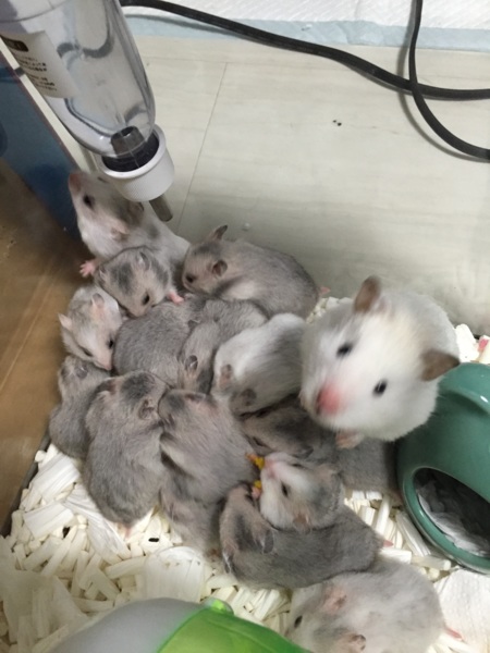 3/18生まれG.ハムスター  サムネイル2