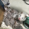 3/18生まれG.ハムスター  サムネイル2