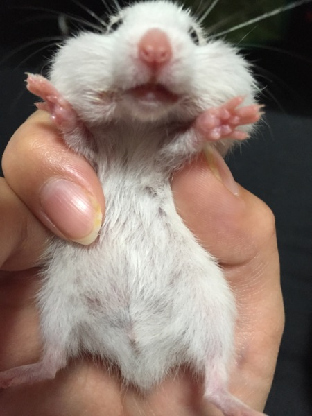 3/18生まれG.ハムスター  サムネイル6