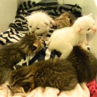 子猫6匹の里親募集！