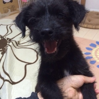 柴とトイプードルのMIXです♪