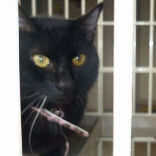 ★飼育放棄！助けて！黒猫ブラザース★