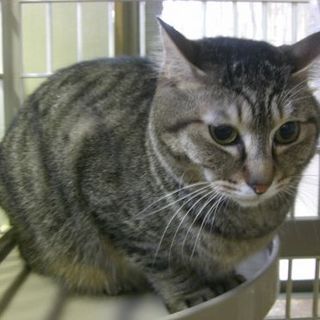 ★スイーツ兄妹・ロールくん★