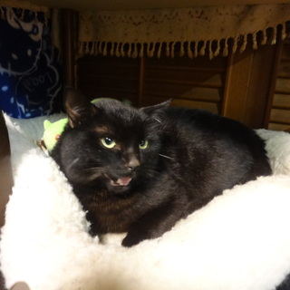 長いお髭がかわいい黒猫ちゃん