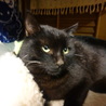 長いお髭がかわいい黒猫ちゃん サムネイル2