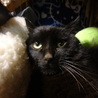 長いお髭がかわいい黒猫ちゃん サムネイル6
