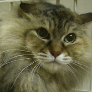 ★ゴージャス！チンチラＭＩＸマドレーヌちゃん★