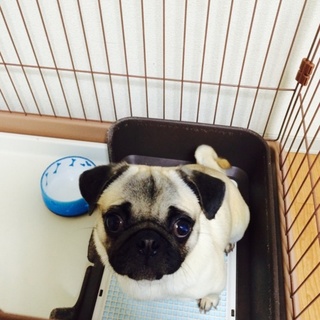 パグミの新しい家族