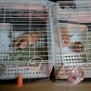 うさぎの里親募集　１羽どちらか、または２羽