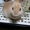 うさぎの里親募集　１羽どちらか、または２羽 サムネイル2
