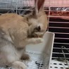 うさぎの里親募集　１羽どちらか、または２羽 サムネイル3