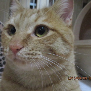 ずんぐりむっくり「ぬいぐるみ」みたいな♥茶太郎♥