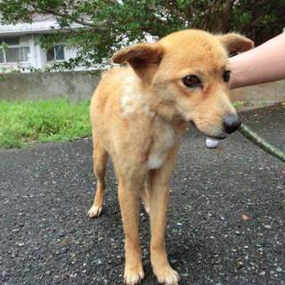この子の命を救ってください。