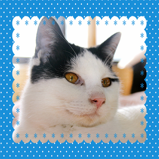 天真爛漫♥︎ 幸せを運ぶ猫「福」くんです♪