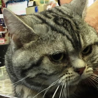 アメリカンショートヘアの男の子