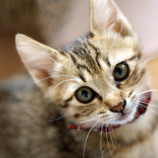 イケメン候補！【ドライ】