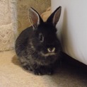 生後２ヶ月　ミニウサギ　黒