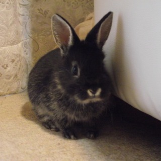 生後２ヶ月　ミニウサギ　黒