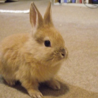 生後2ヶ月　ミニウサギ　茶