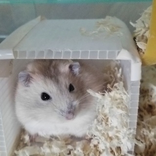 ジャンガリアンハムスター