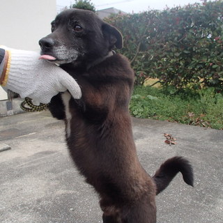 人なつっこくお散歩大好き！！小ぶりな中型男の子