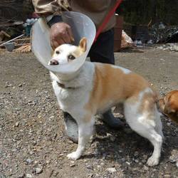 新しい子が来ました。サチヲ君です。