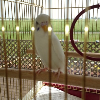 生まれて１ヶ月程の雛です。