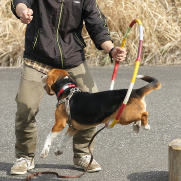 輪をくぐるノナンJr