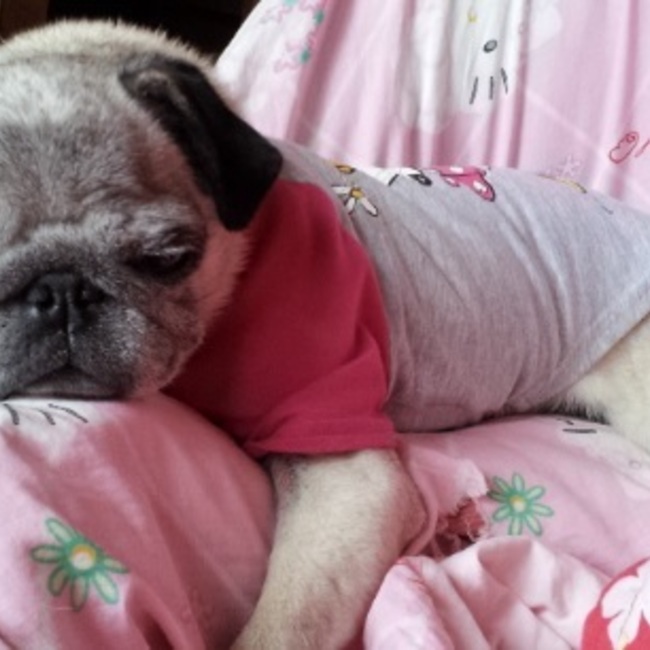 ぱち子のカバー写真