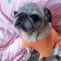 老犬ですが、若くみえるパグちゃんです！