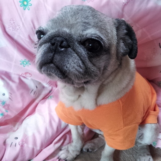 老犬ですが、若くみえるパグちゃんです！