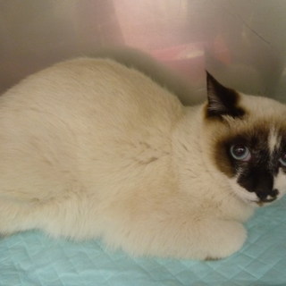 緊急　おうちがありません！