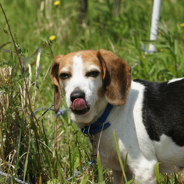 後肢麻痺のリハビリで歩けるようになった頃のポー